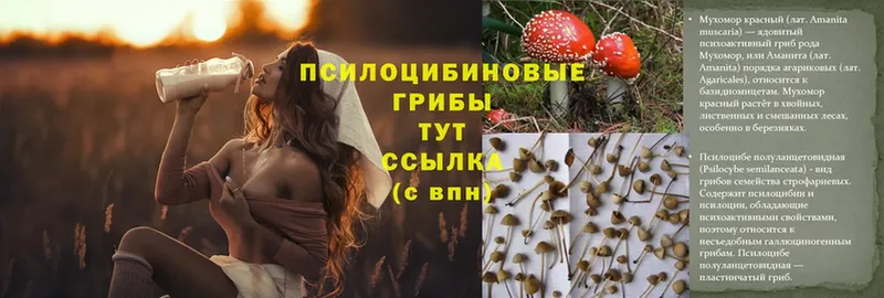 закладка  Энгельс  Псилоцибиновые грибы Cubensis 